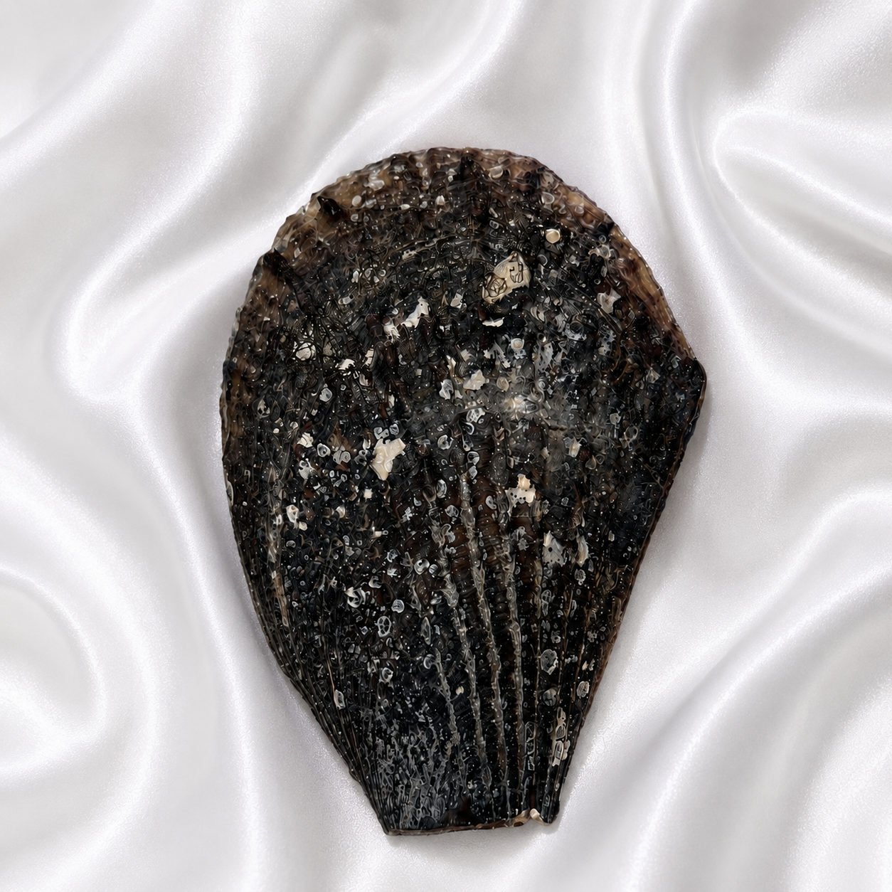 Handcrafted Seashell Crystal Dish