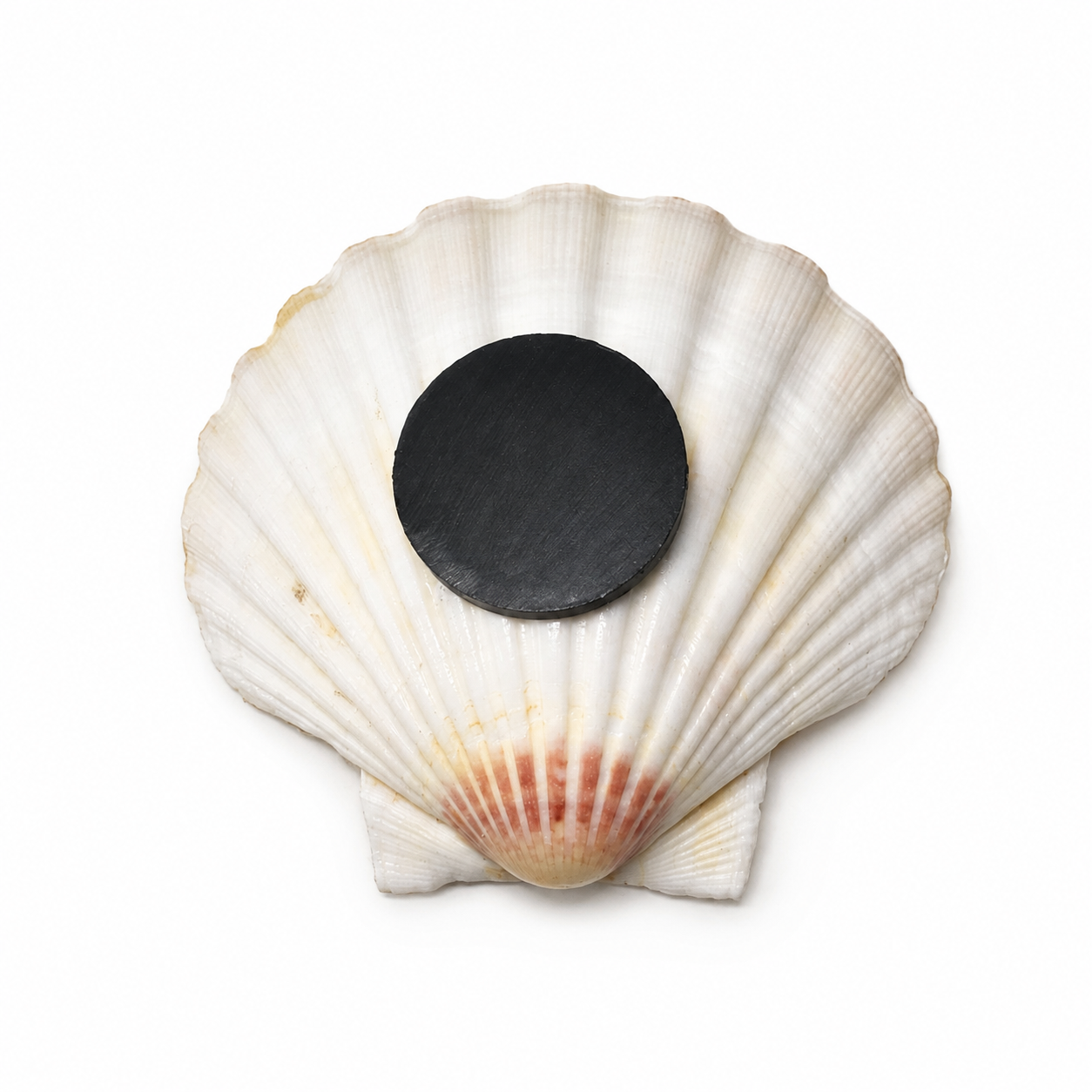 Handcrafted Christian Scallop Magnet