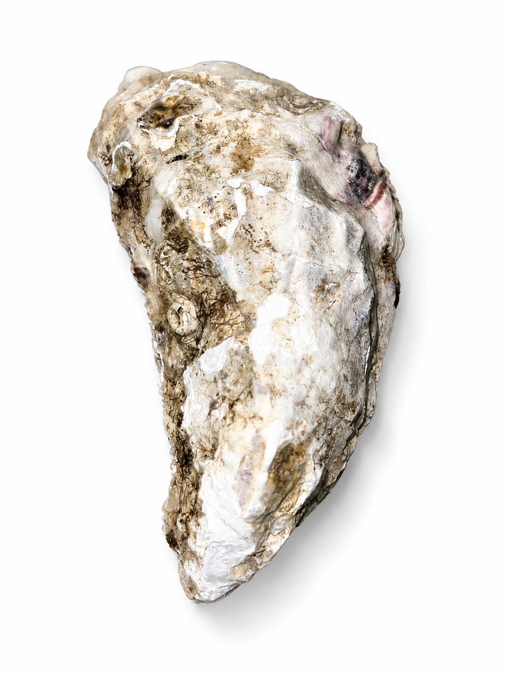 Natural Oyster Crystal Tray