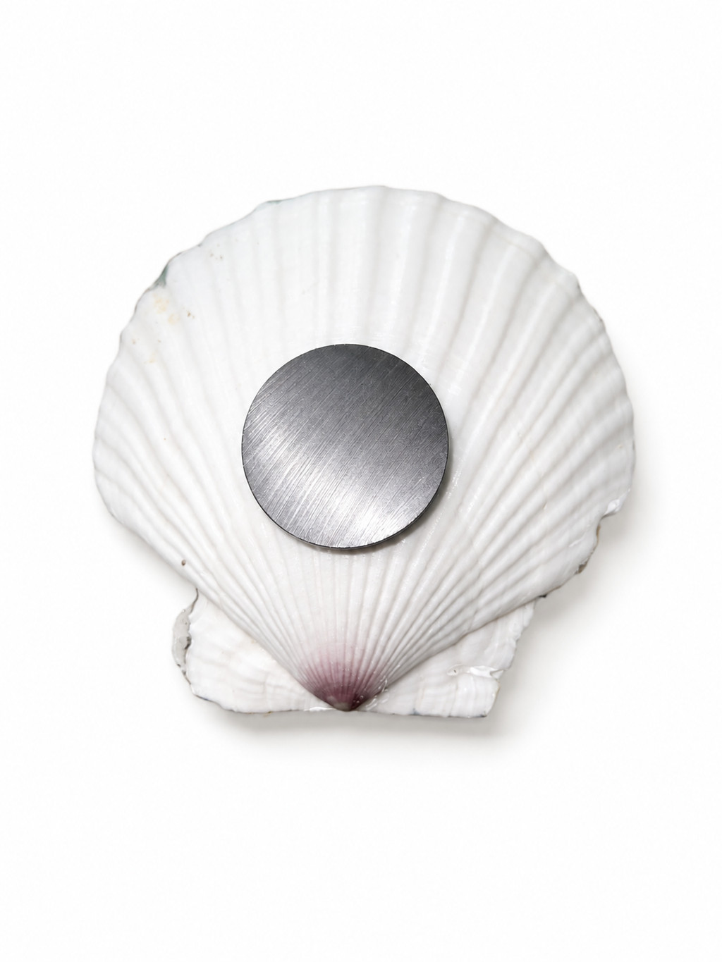 Handcrafted Scallop Sea Turtle Beach Magnet